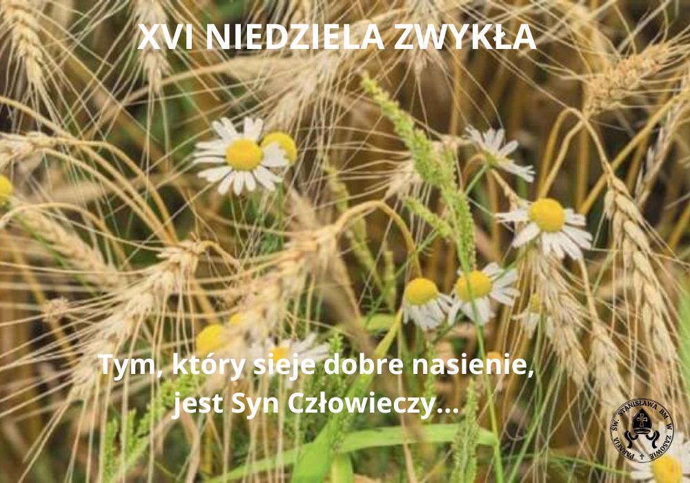 XVI NIEDZIELA ZWYKŁA 2026